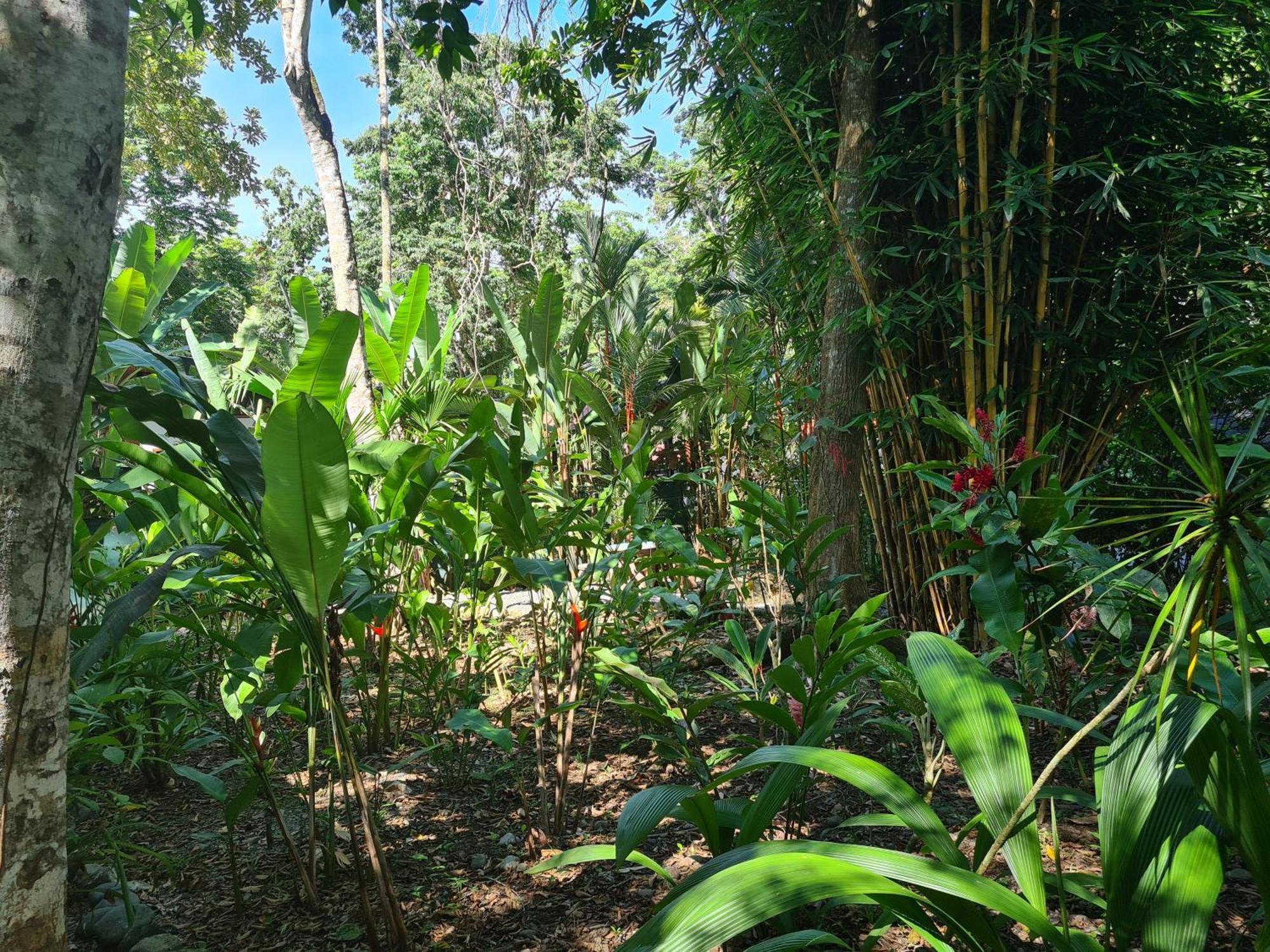 El Jardin De Playa Negra Villa Puerto Viejo de Talamanca Luaran gambar